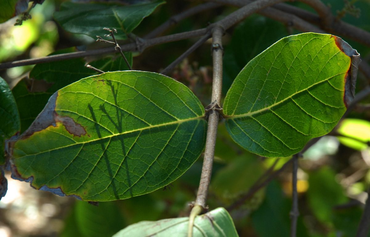 Rubiaceae Rondeletia amoena