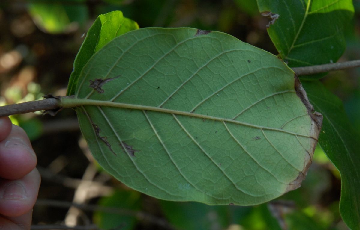 Rubiaceae Rondeletia amoena