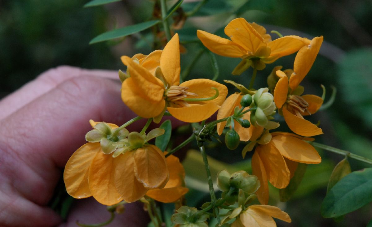 Fabaceae Senna acclinus