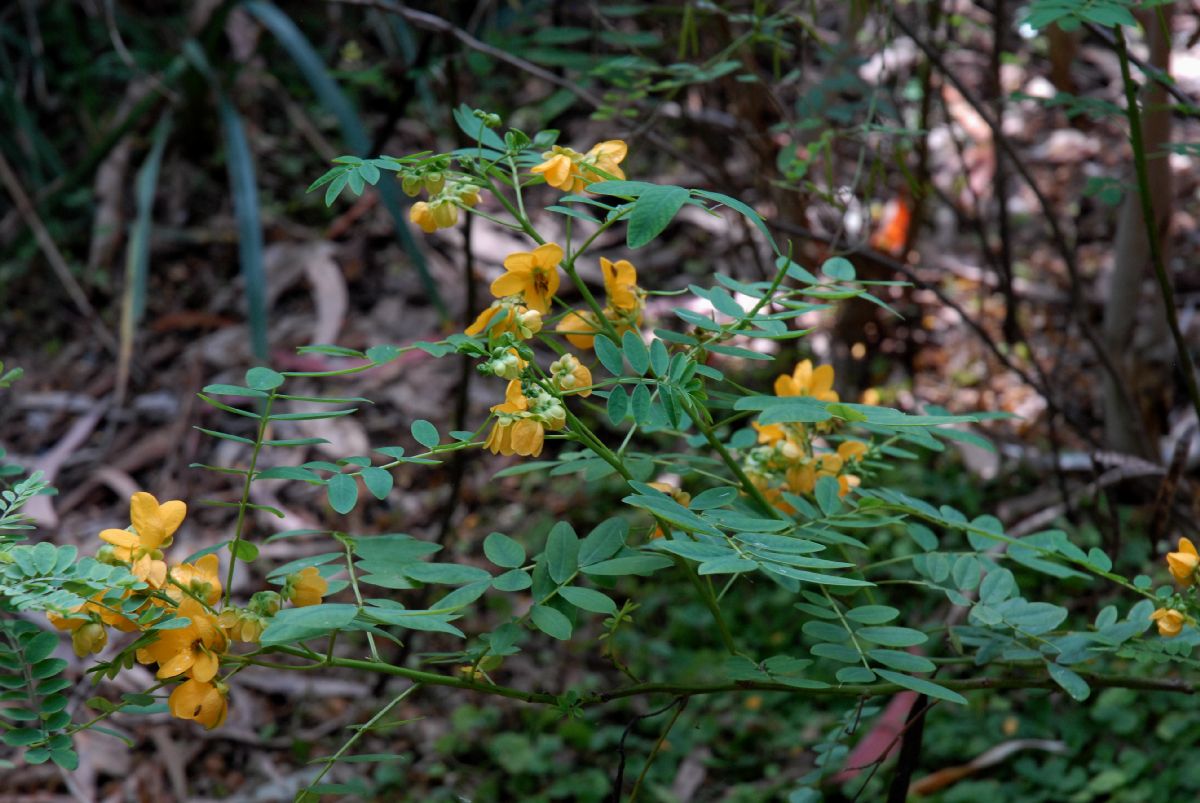 Fabaceae Senna acclinus