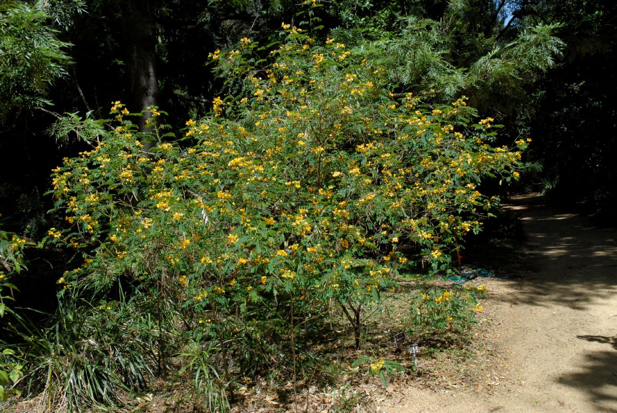 Fabaceae Senna acclinus