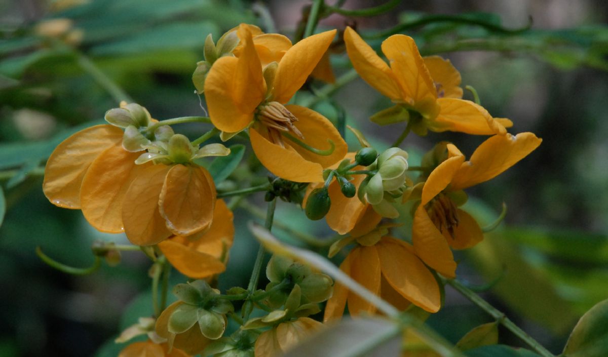 Fabaceae Senna acclinus