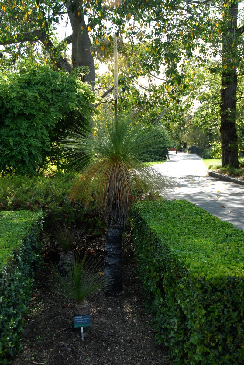 Asphodelaceae Xanthorrhoea australis