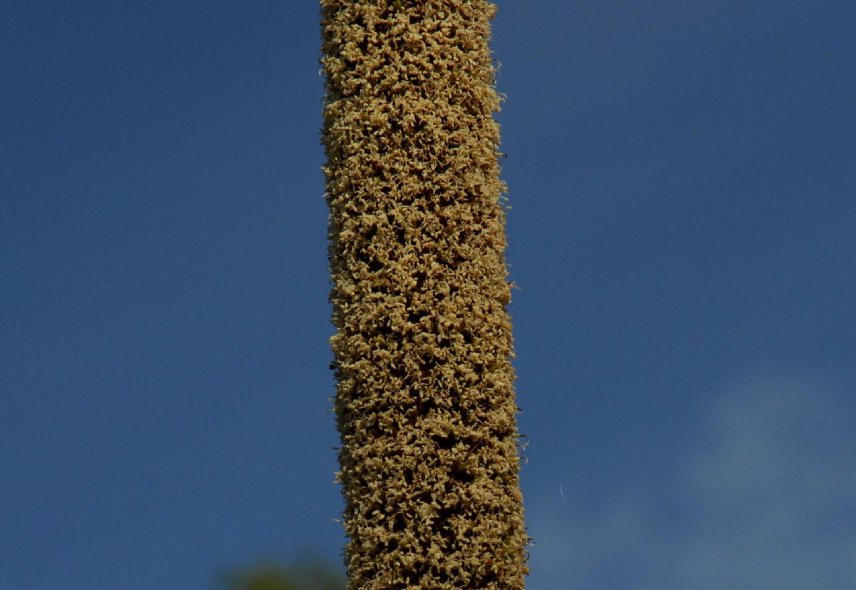 Asphodelaceae Xanthorrhoea australis