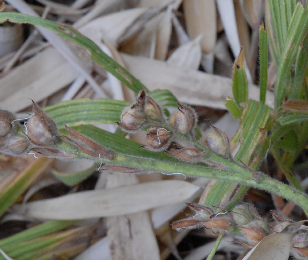 Iridaceae Babiana angustifolia