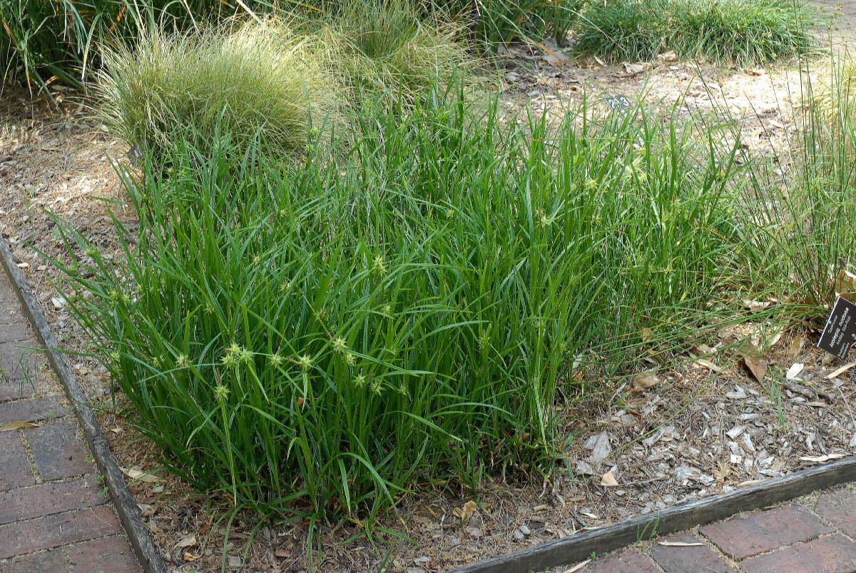 Cyperaceae Carex grayii