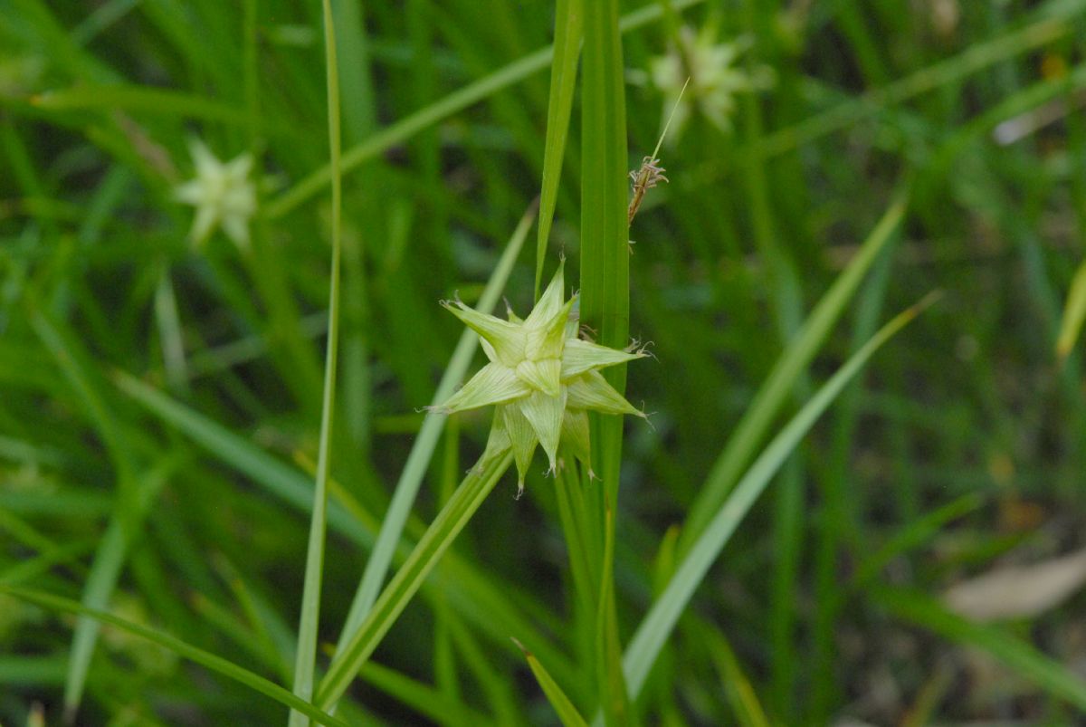 Cyperaceae Carex grayii