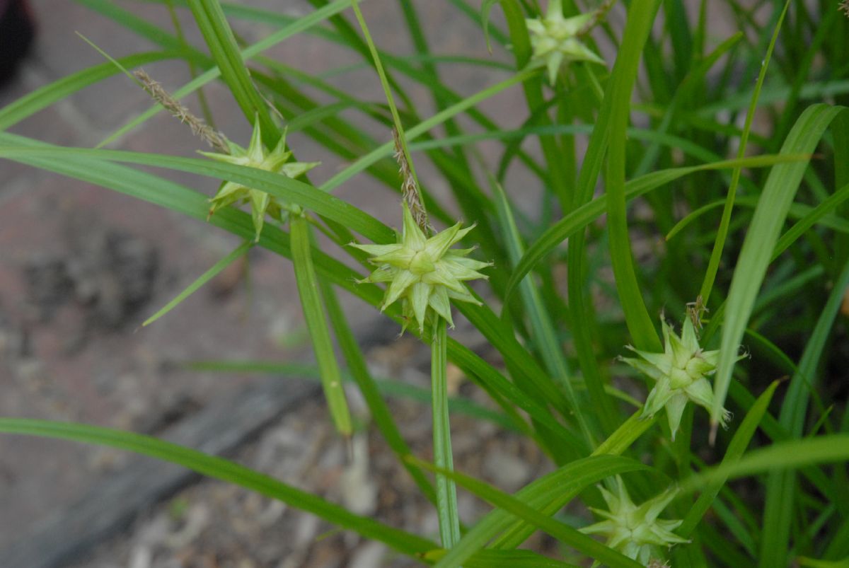 Cyperaceae Carex grayii