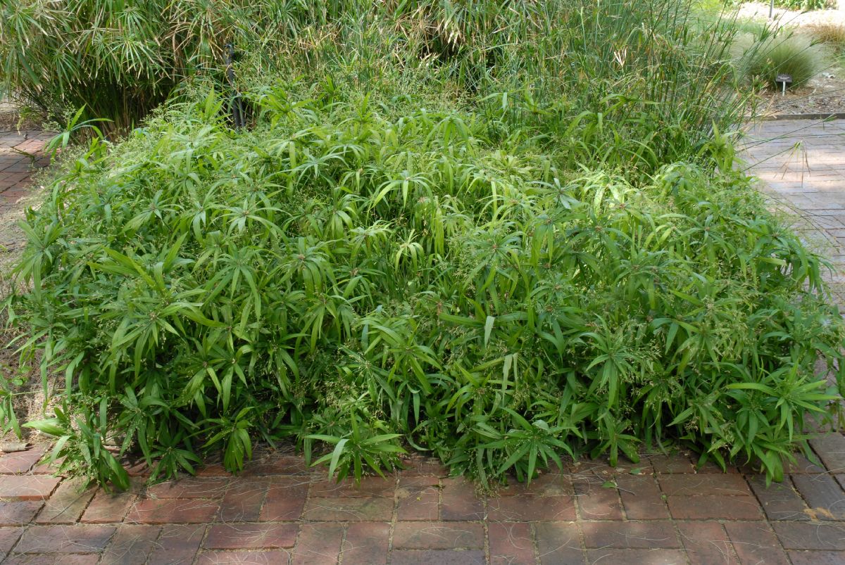 Cyperaceae Cyperus natalensis