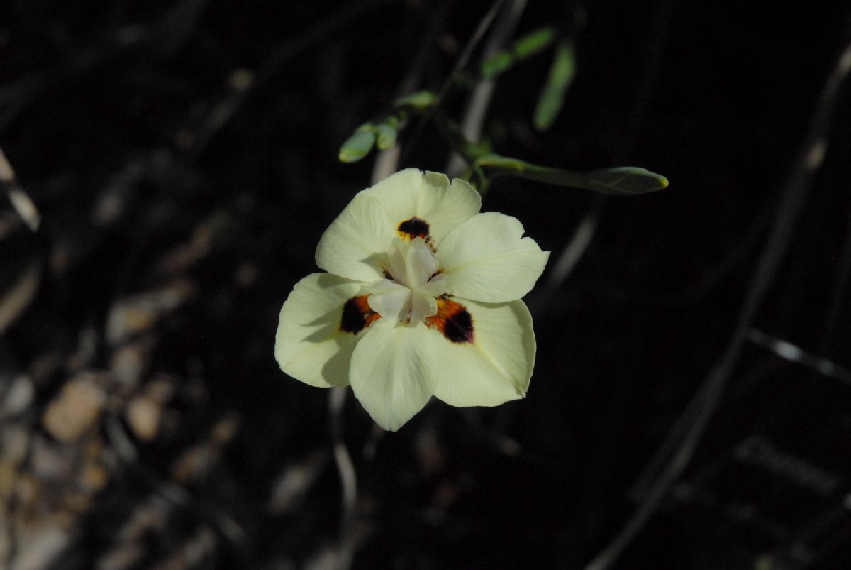 Iridaceae Dietes bicolor