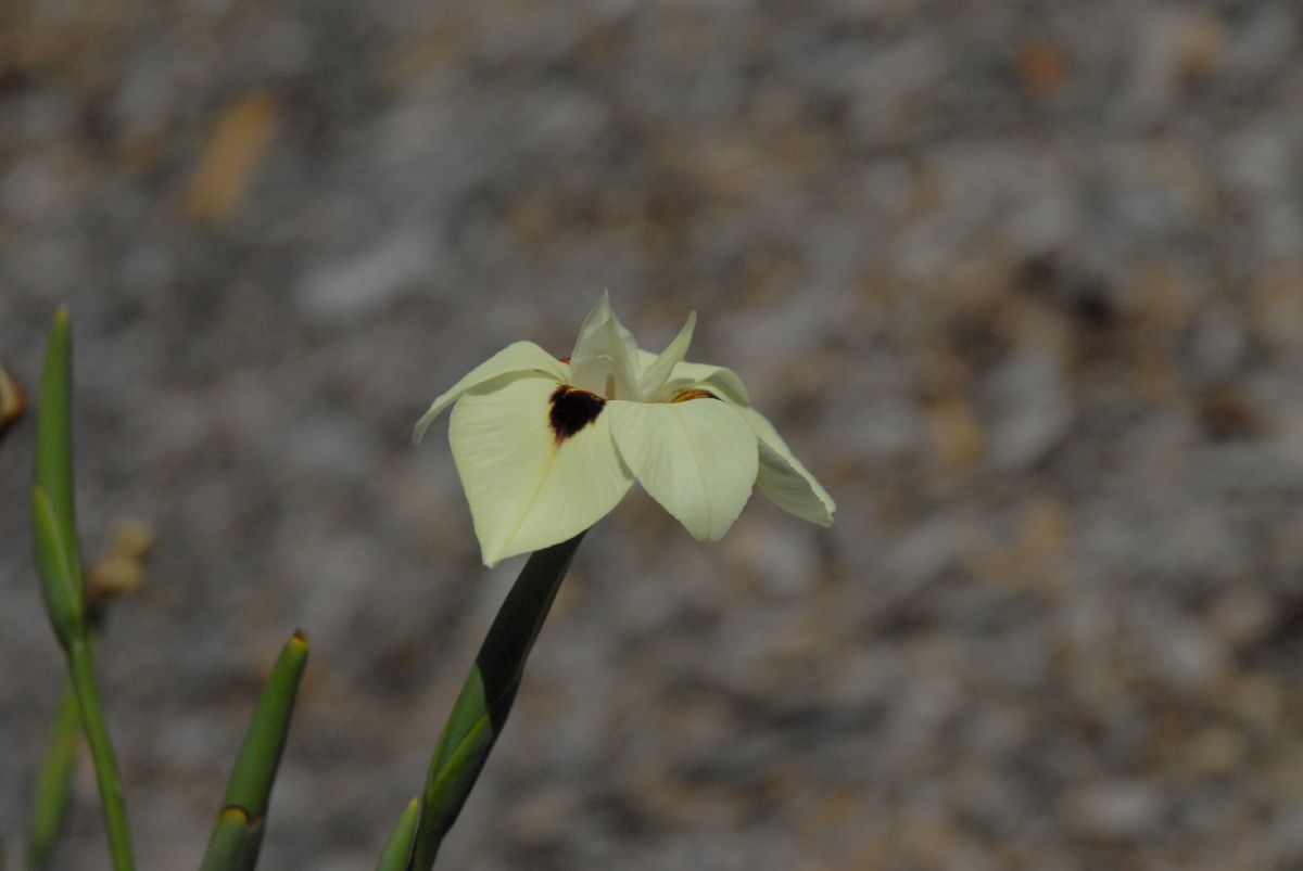 Iridaceae Dietes bicolor