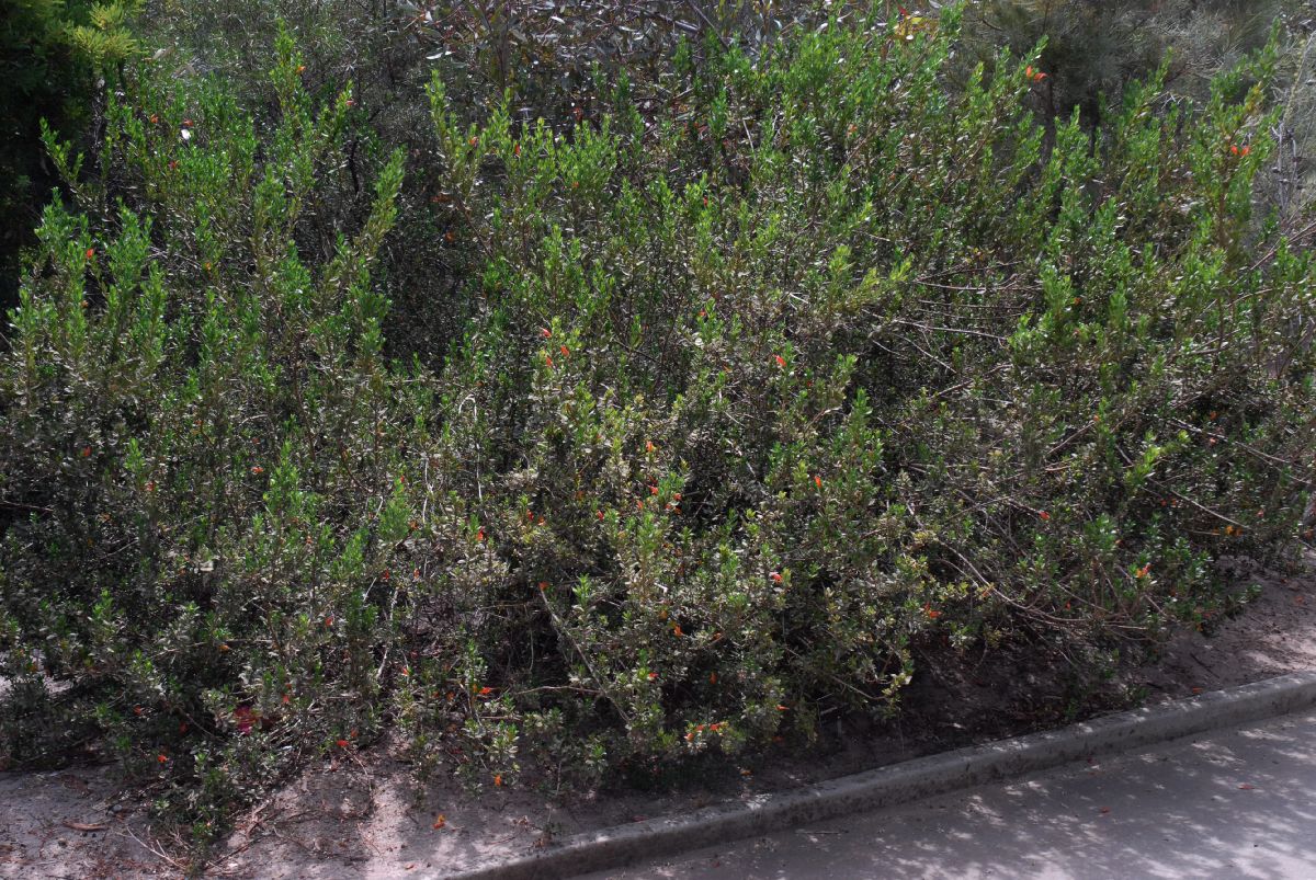 Scrophulariaceae Eremophila denticulata