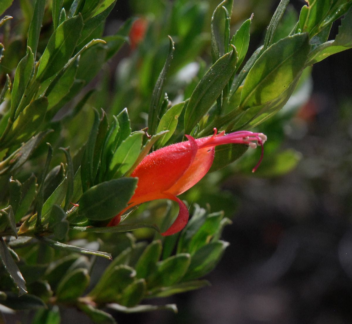 Scrophulariaceae Eremophila denticulata
