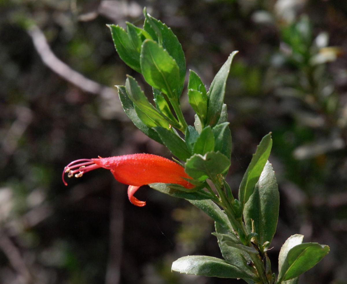 Scrophulariaceae Eremophila denticulata