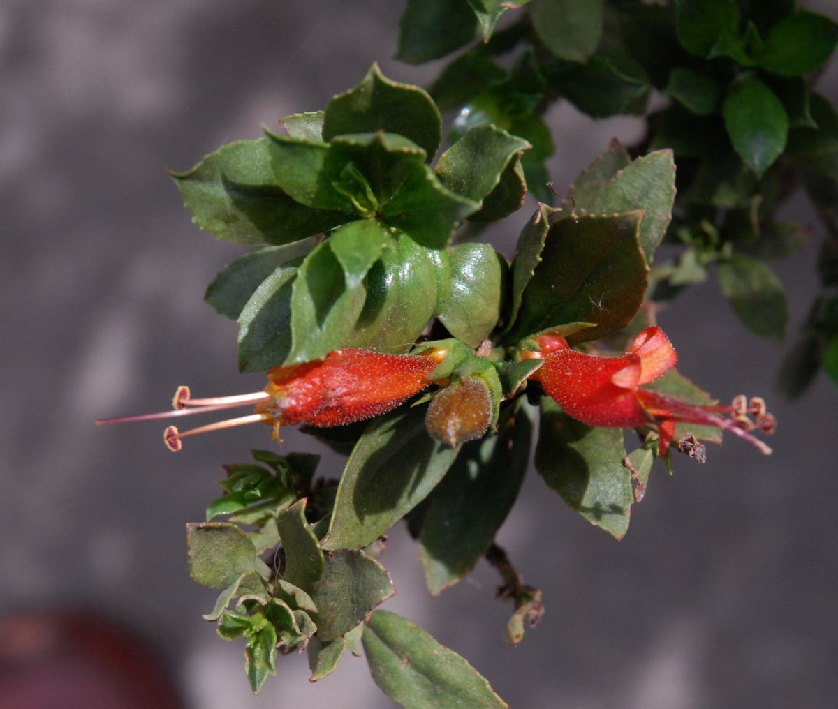 Scrophulariaceae Eremophila denticulata