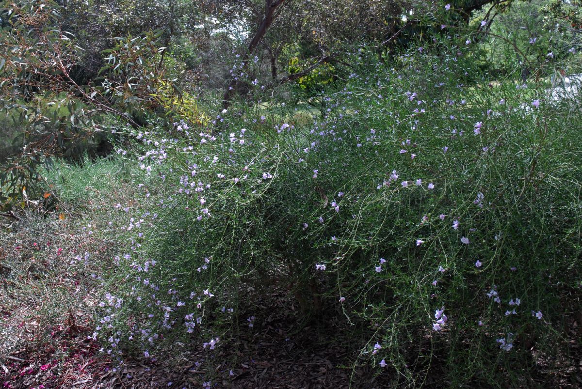 Scrophulariaceae Eremophila divaricata