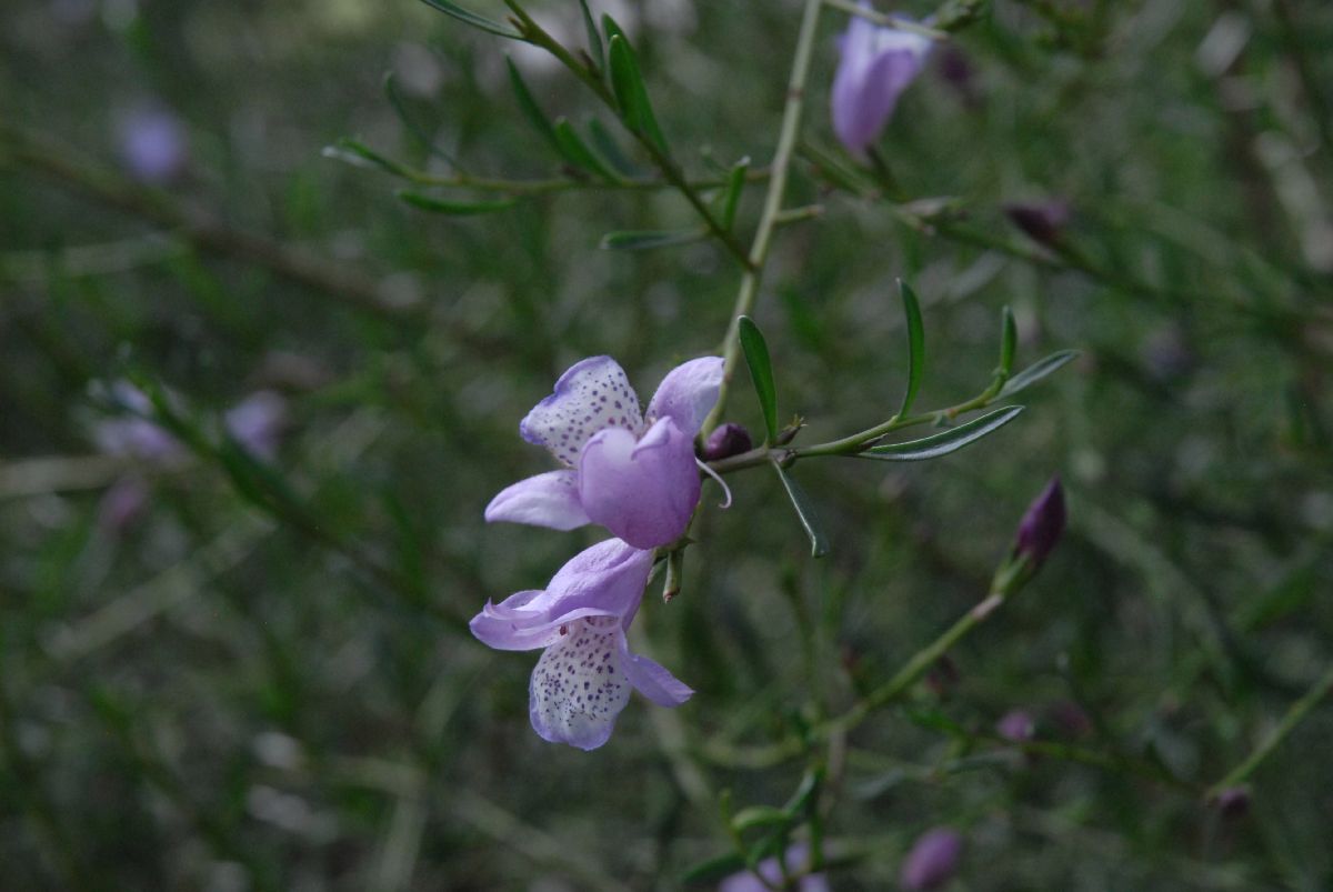 Scrophulariaceae Eremophila divaricata