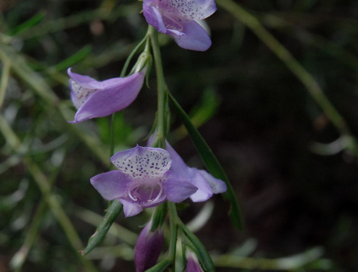 Scrophulariaceae Eremophila divaricata