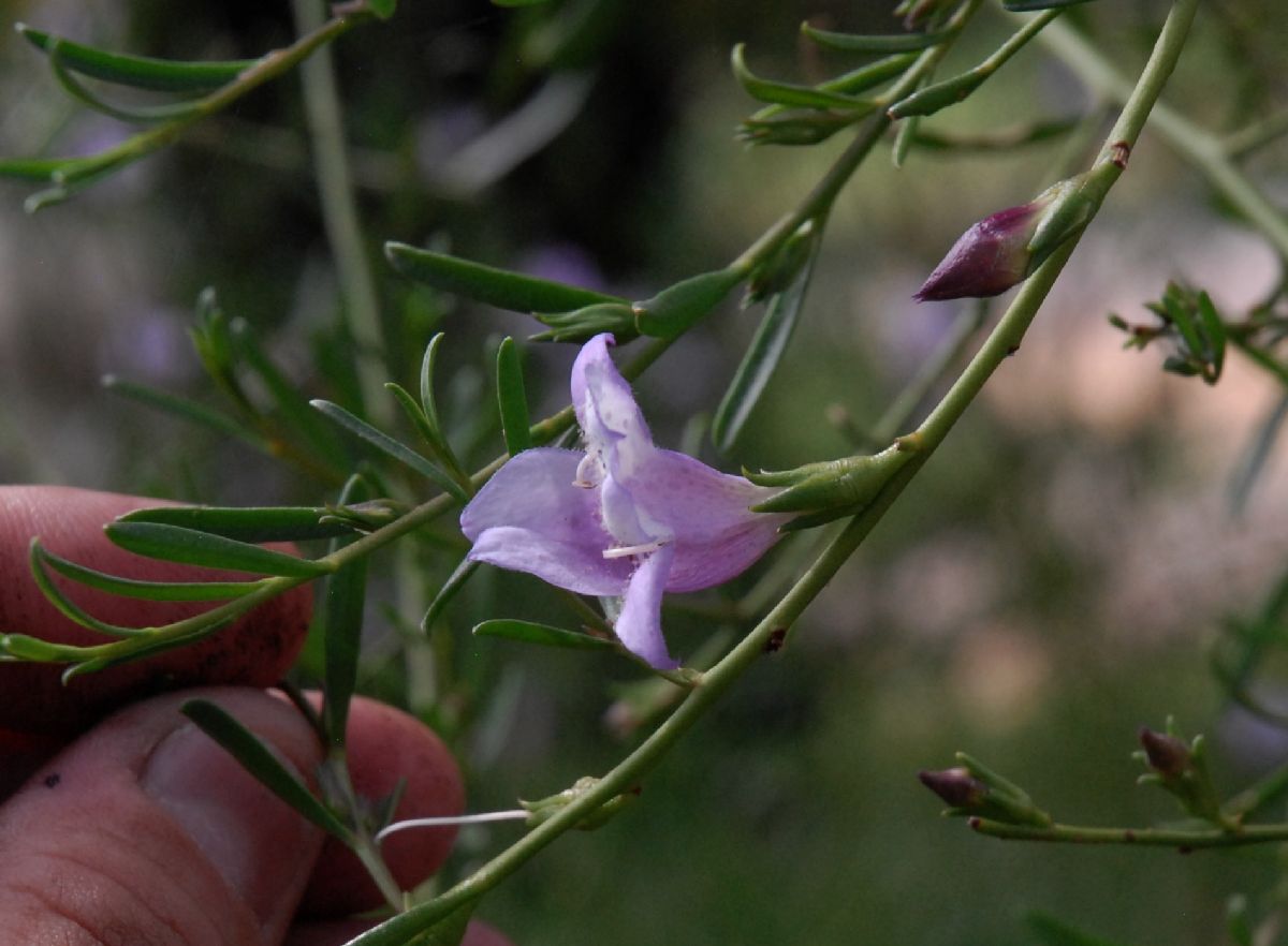 Scrophulariaceae Eremophila divaricata