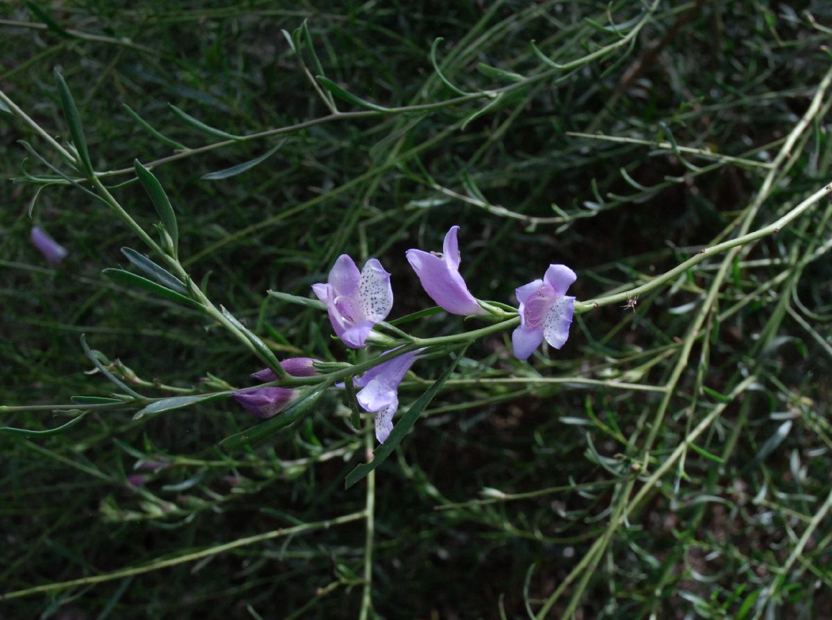 Scrophulariaceae Eremophila divaricata