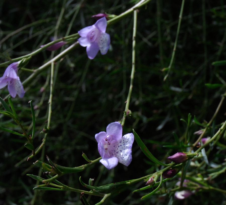 Scrophulariaceae Eremophila divaricata