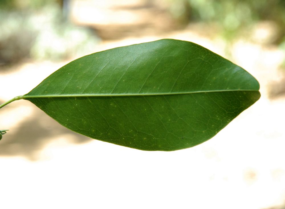 Rutaceae Flindersia brayleyana