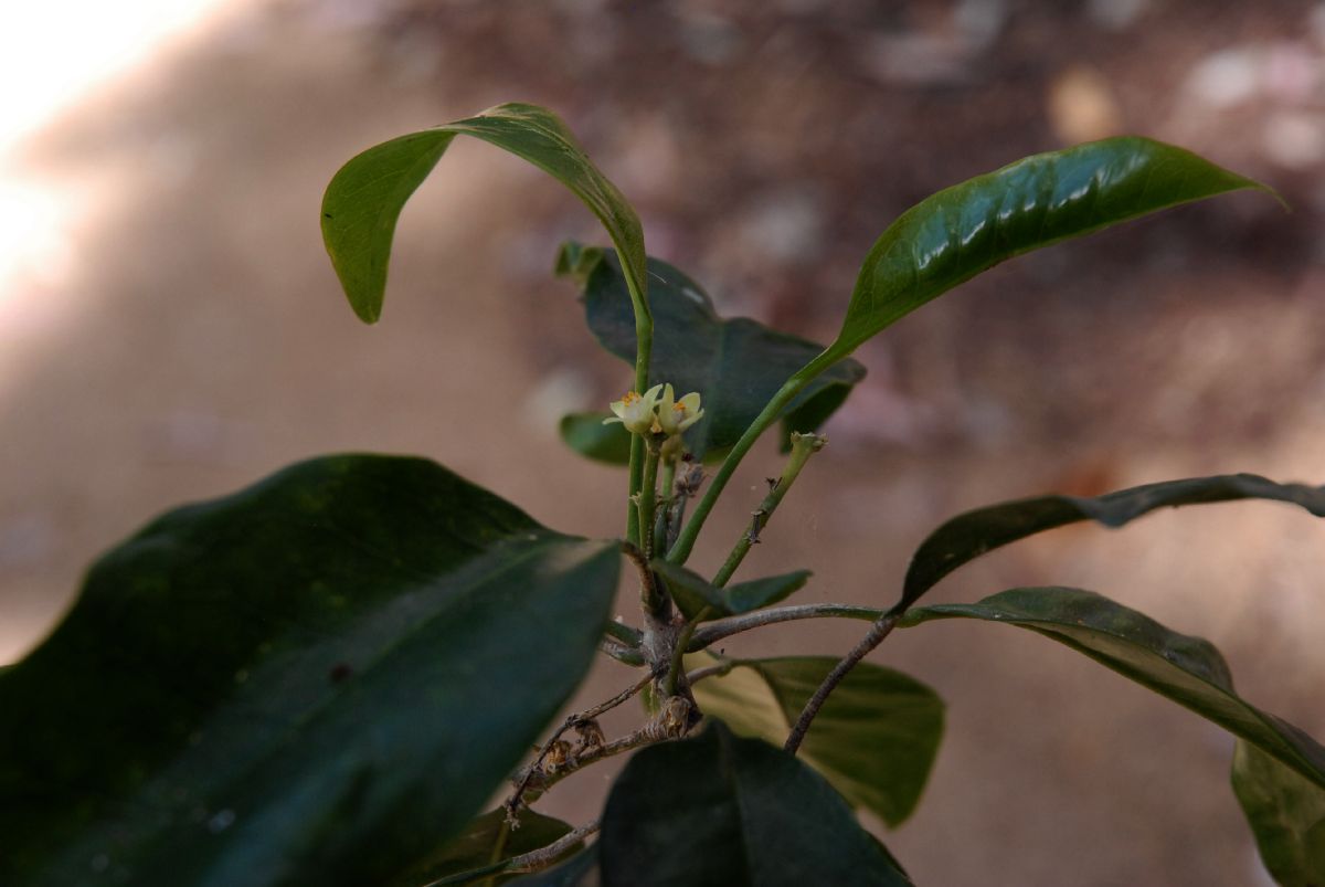 Rutaceae Flindersia brayleyana