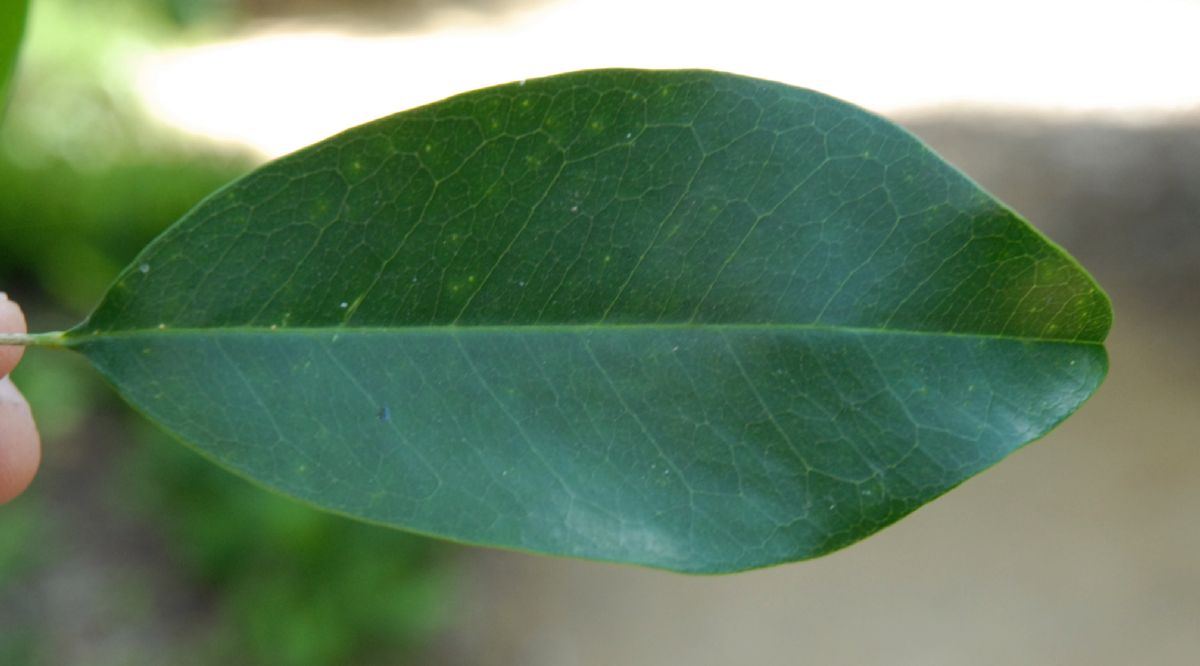 Rutaceae Flindersia brayleyana