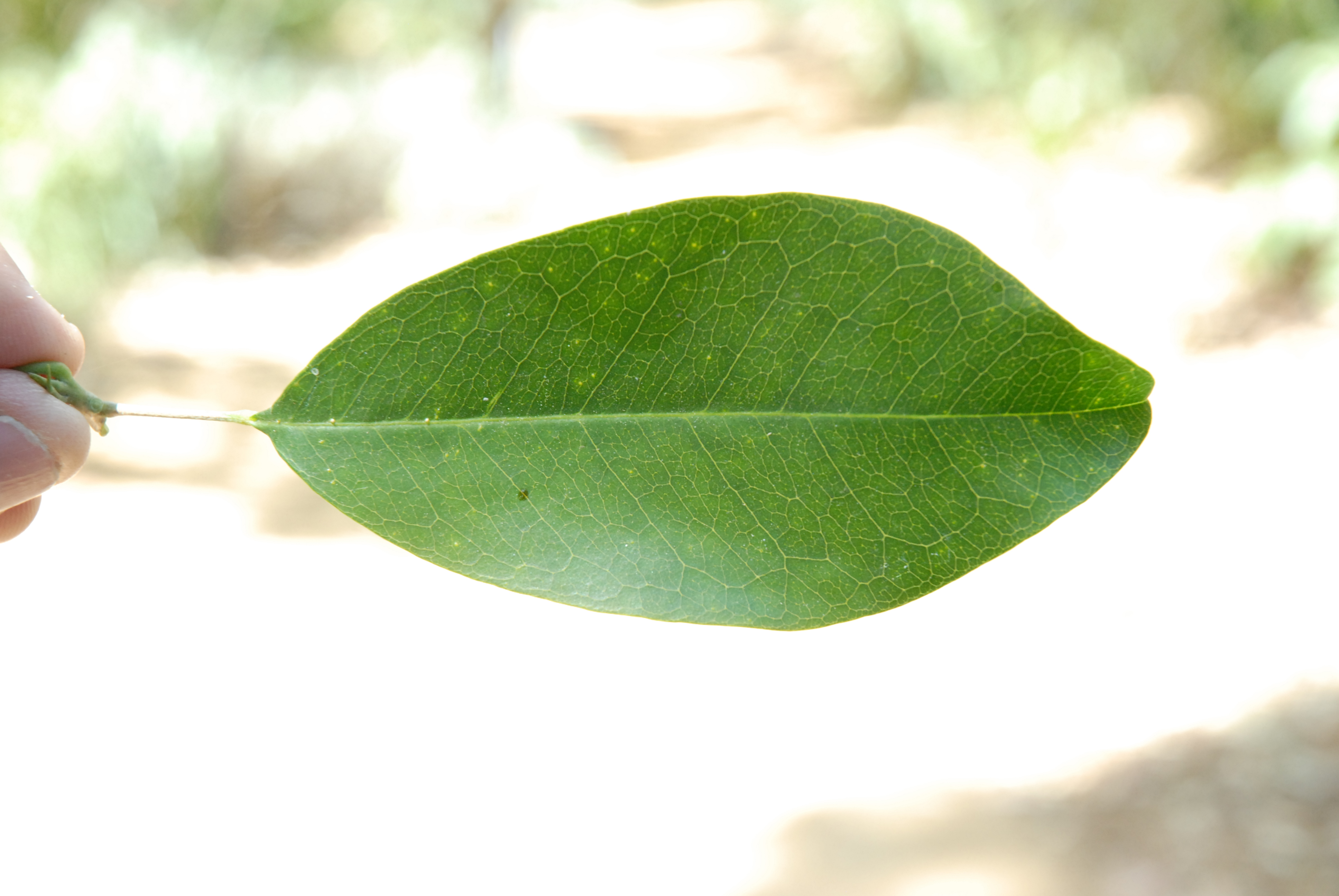 Rutaceae Flindersia brayleyana