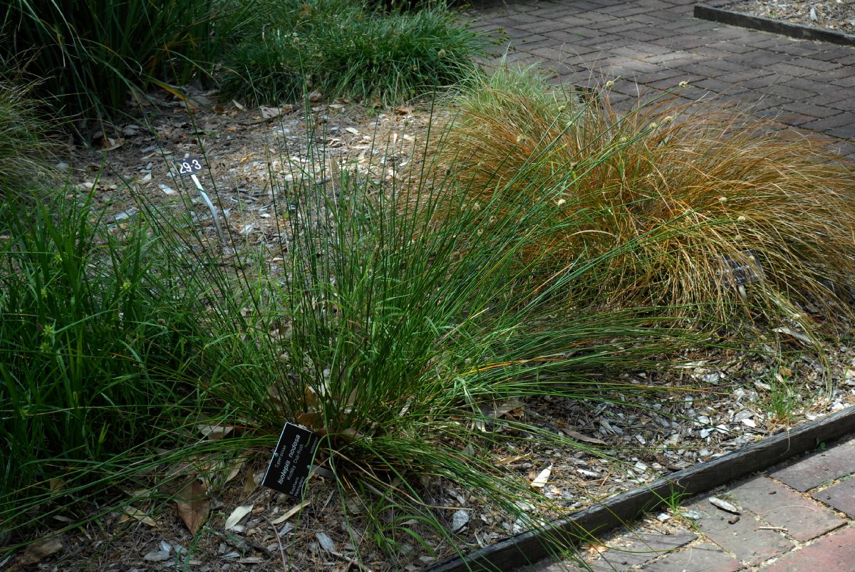 Cyperaceae Isolepsis nodosa