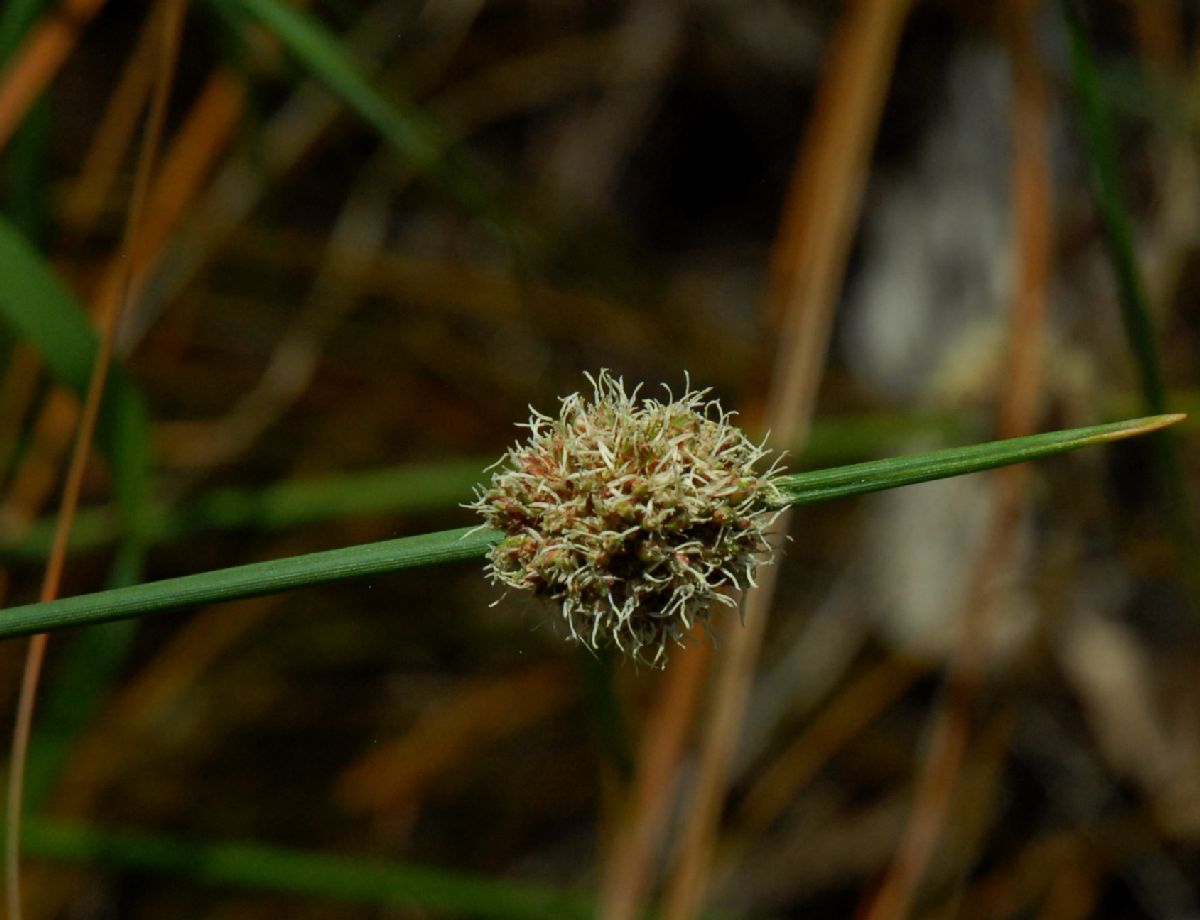 Cyperaceae Isolepsis nodosa