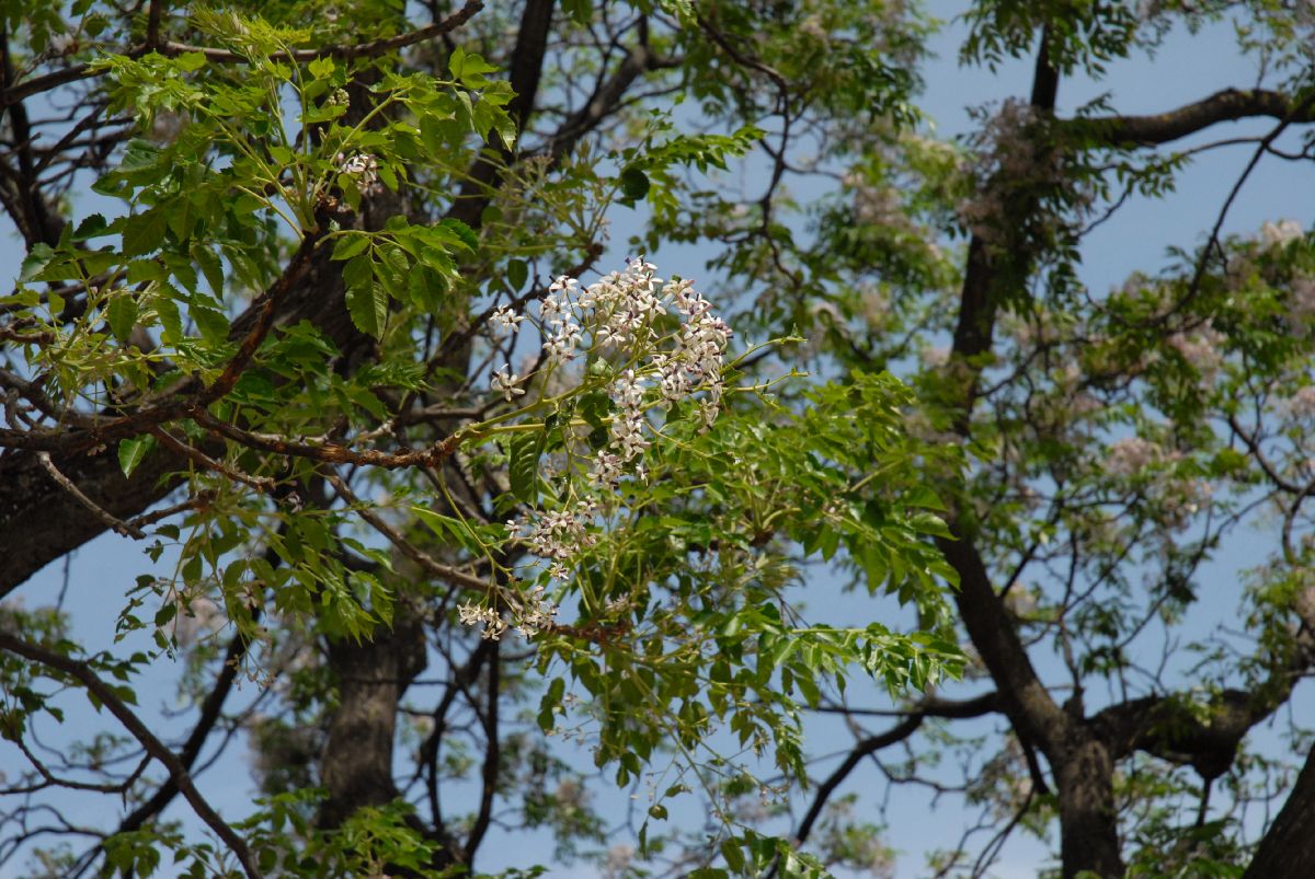 Meliaceae Melia azedarach