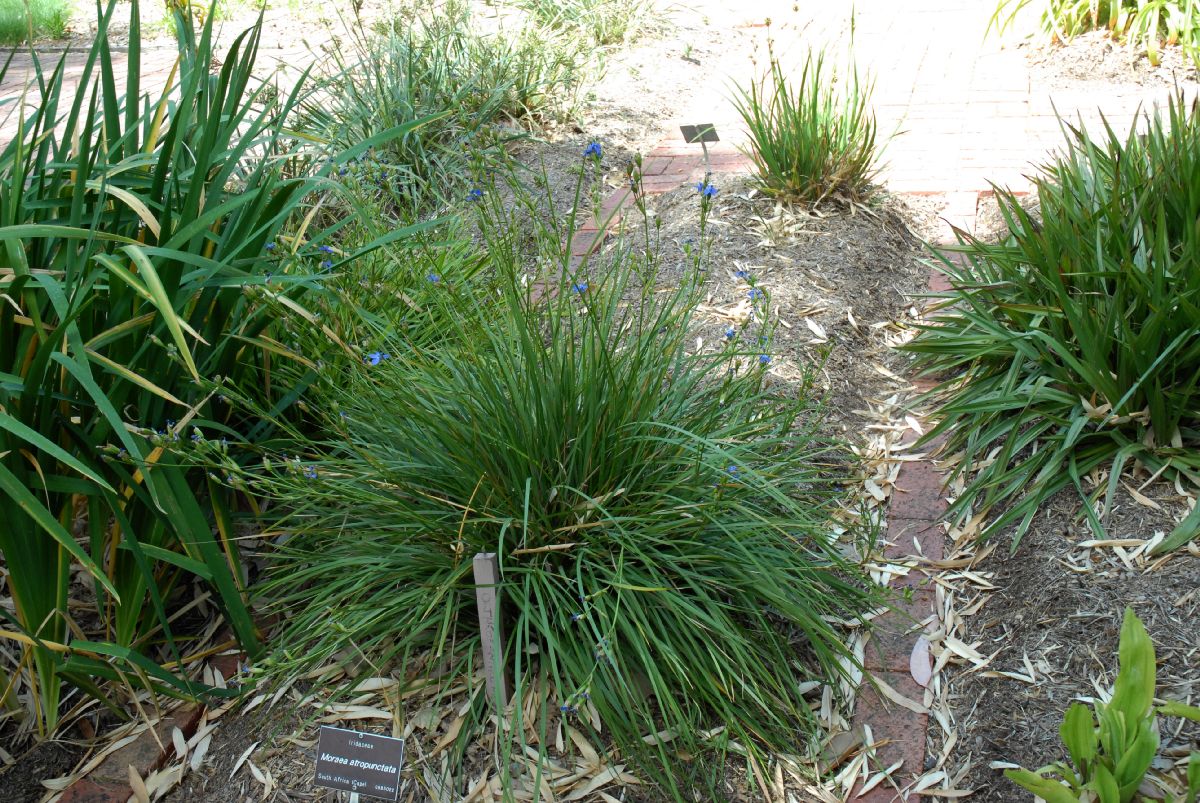 Iridaceae Moraea atropunctata