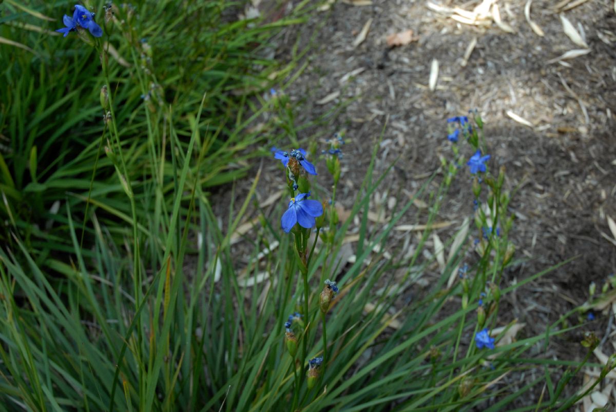 Iridaceae Moraea atropunctata