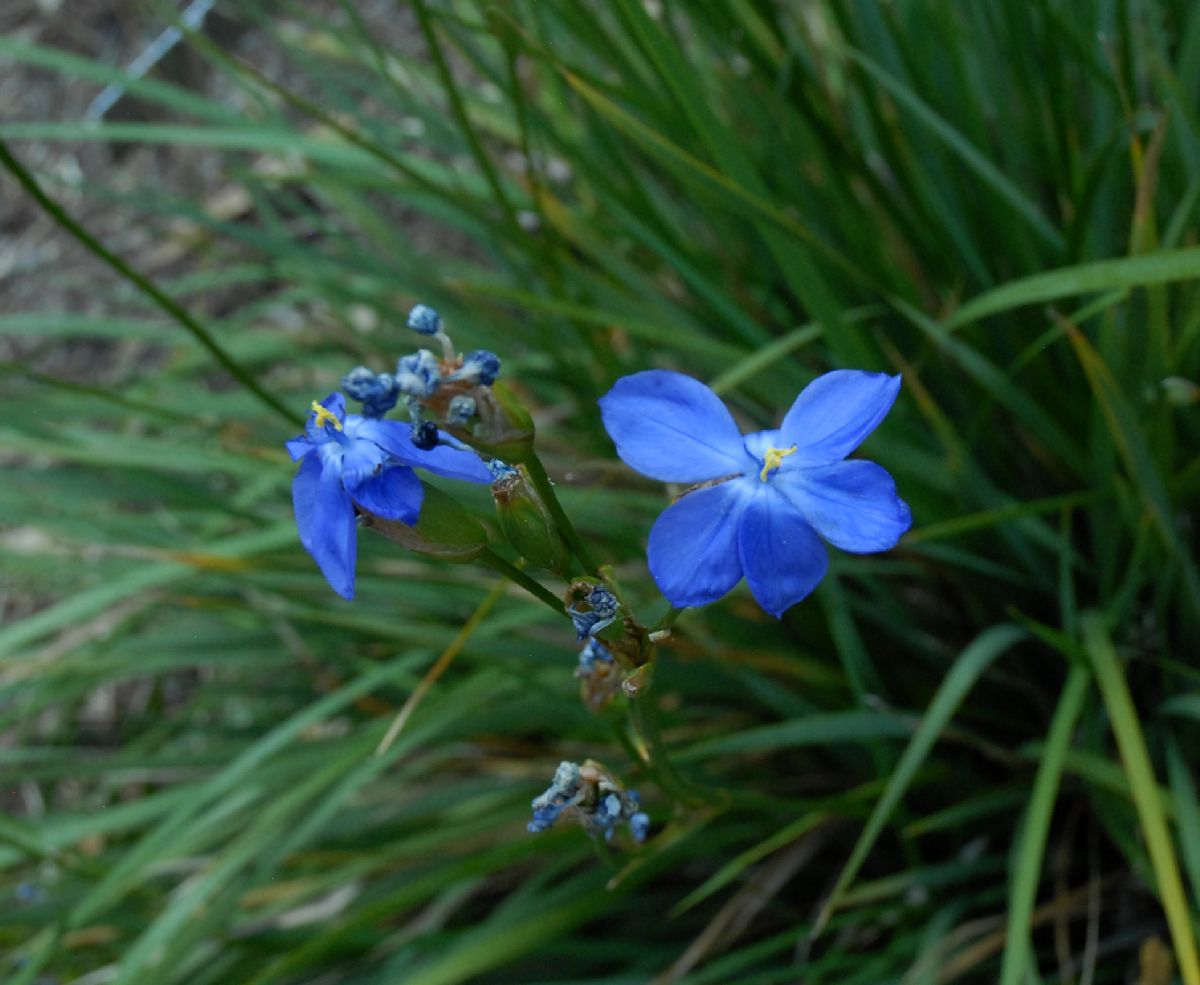 Iridaceae Moraea atropunctata