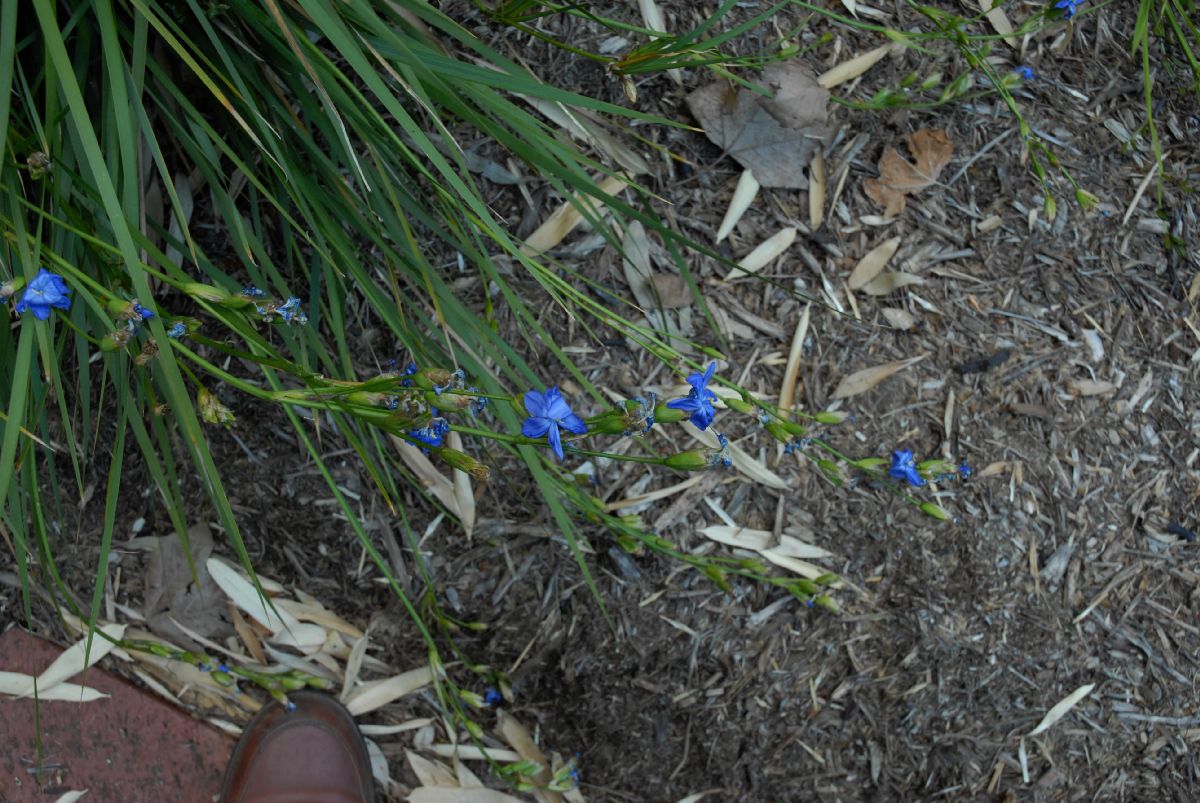 Iridaceae Moraea atropunctata