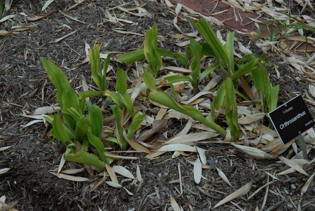 Iridaceae Orthosanthus 