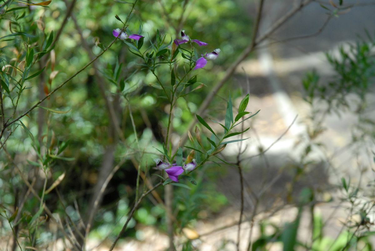 Polygalaceae Polygala myrtifolia