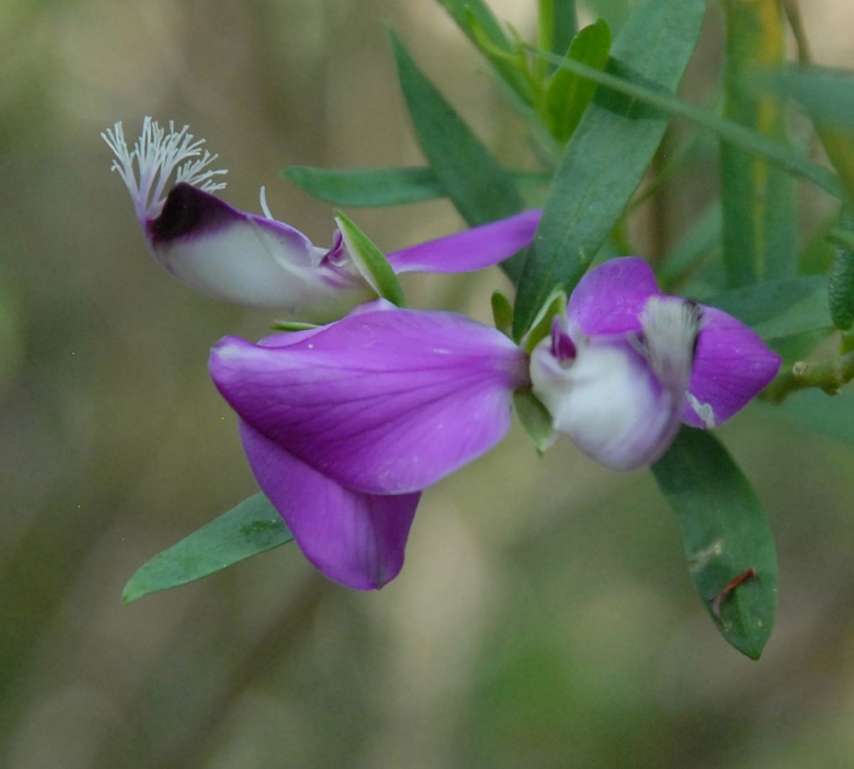 Polygalaceae Polygala myrtifolia