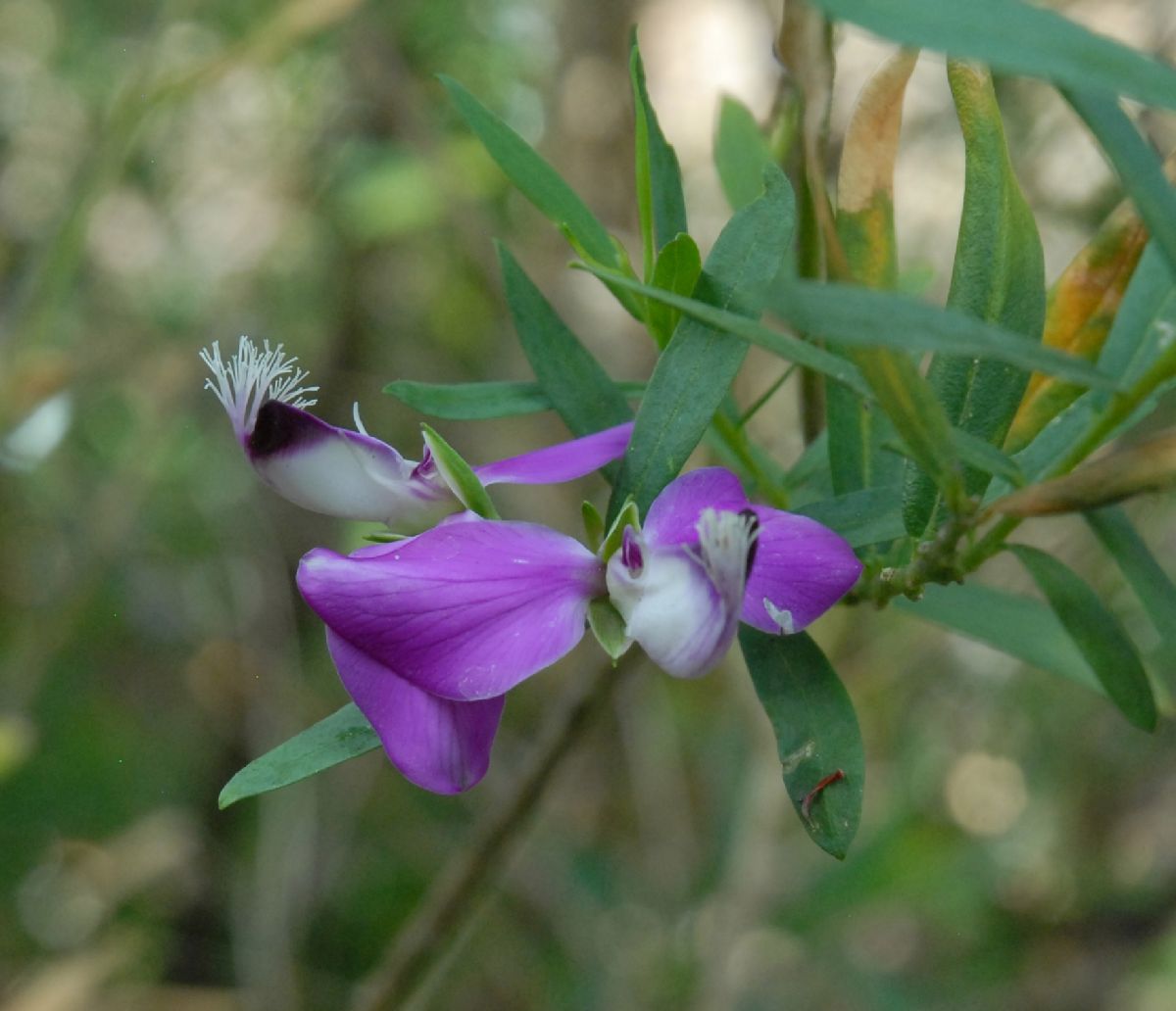 Polygalaceae Polygala myrtifolia