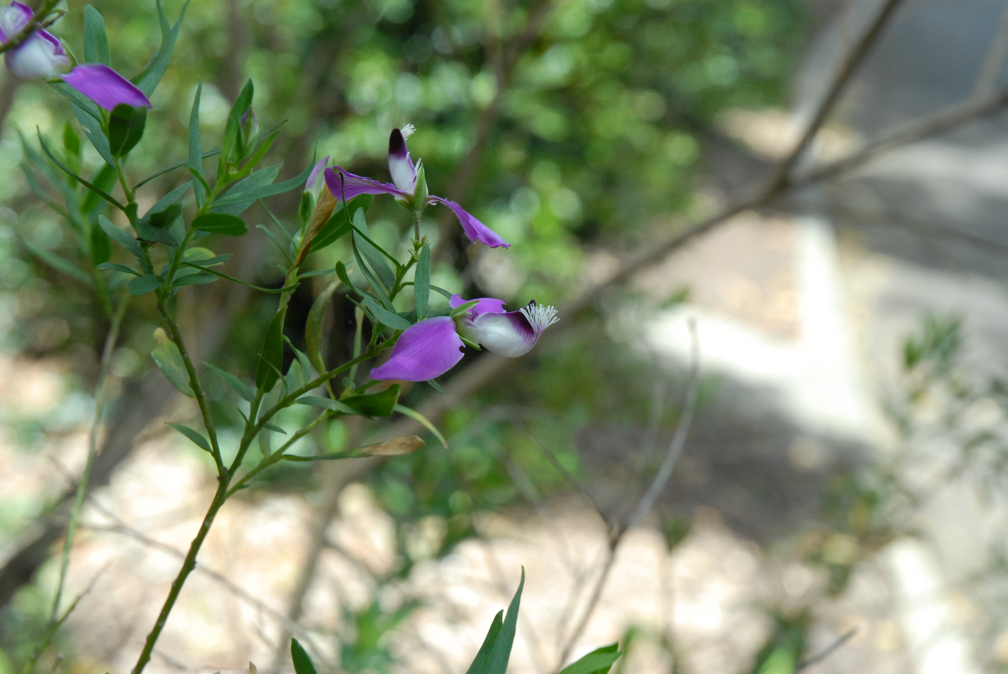 Polygalaceae Polygala myrtifolia