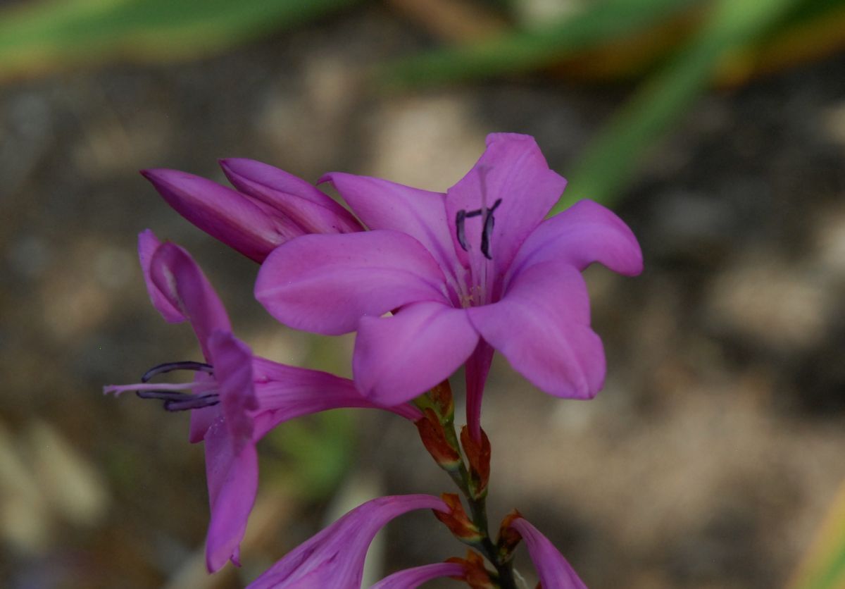 Iridaceae Watsonia marginata