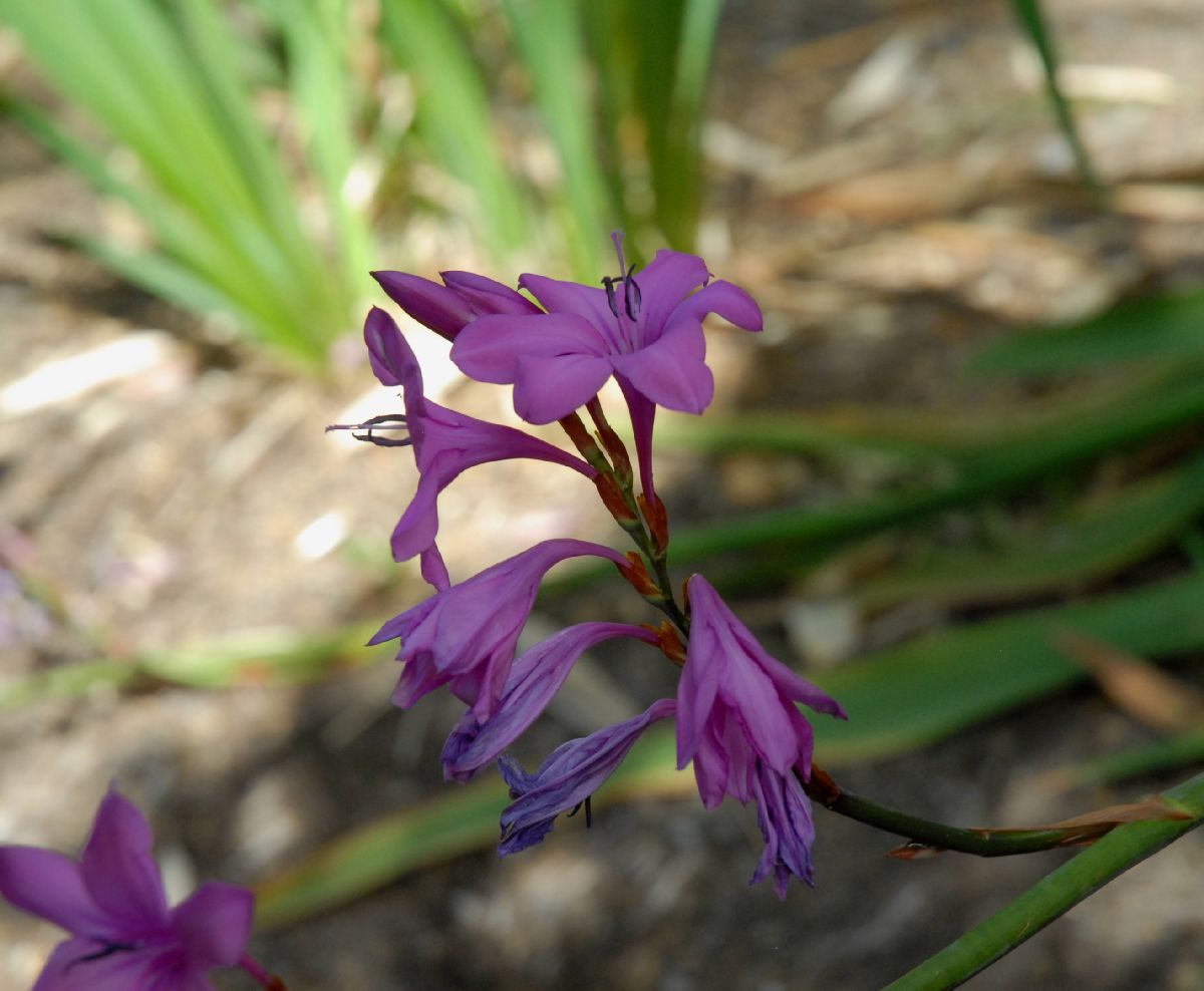 Iridaceae Watsonia marginata