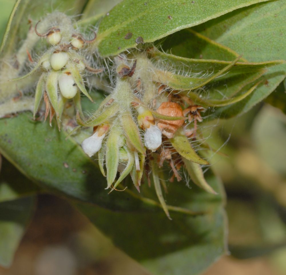 Ericaceae Arctostaphylos pechoensis