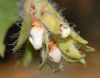 image of Arctostaphylos pechoensis