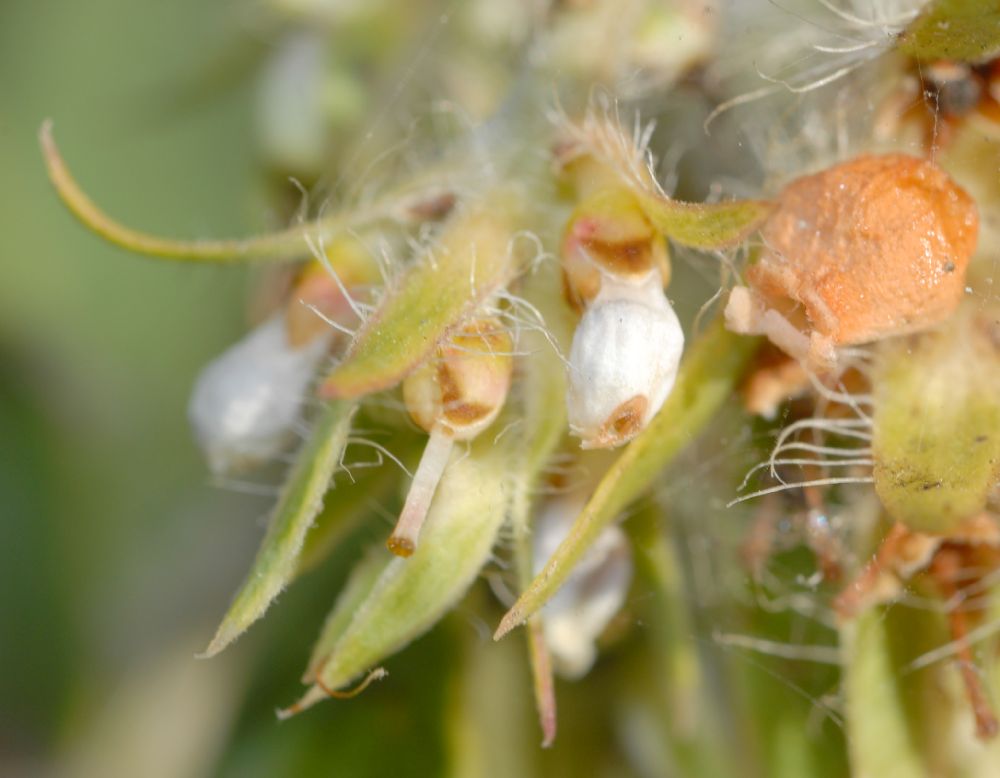 Ericaceae Arctostaphylos pechoensis