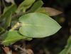 image of Arctostaphylos pechoensis