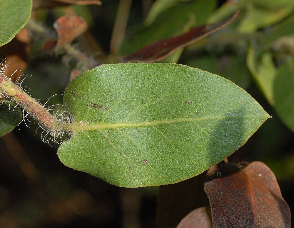 Ericaceae Arctostaphylos pechoensis