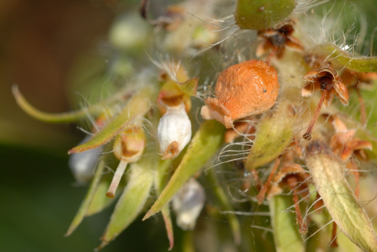 Ericaceae Arctostaphylos pechoensis