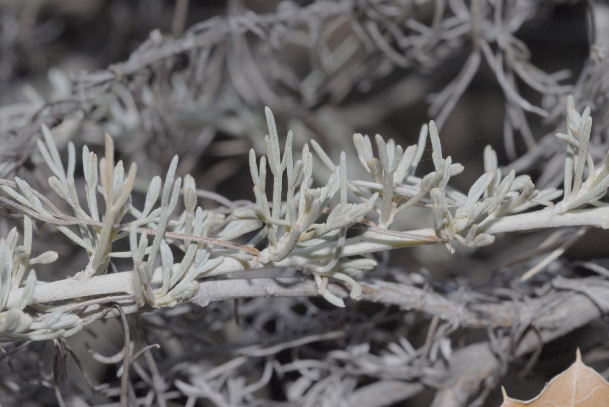 Asteraceae Artemisia californica